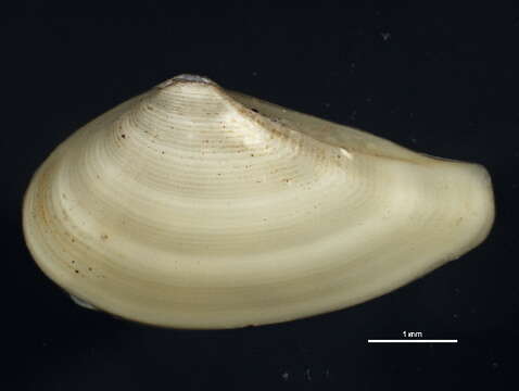 Image of Common nut clam