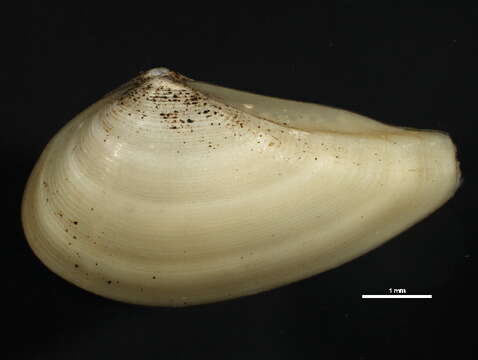 Image of Common nut clam