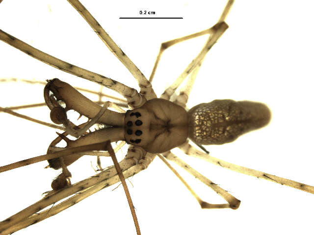 Image of Tetragnatha elongata Walckenaer 1841