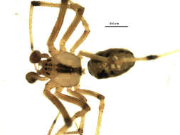 صورة Theridion frondeum