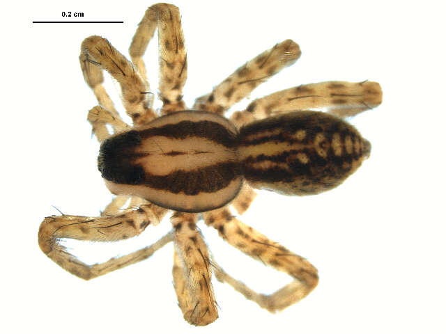 Image of Pardosa modica (Blackwall 1846)