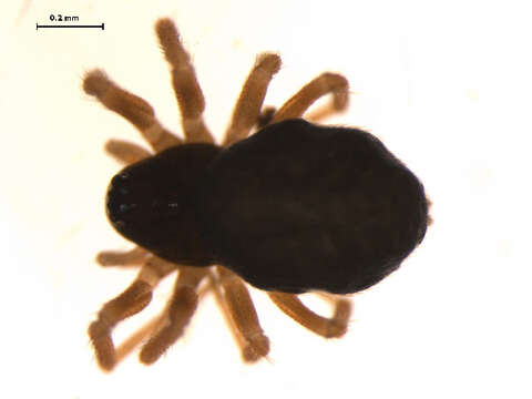 Sivun Diplocephalus subrostratus (O. Pickard-Cambridge 1873) kuva