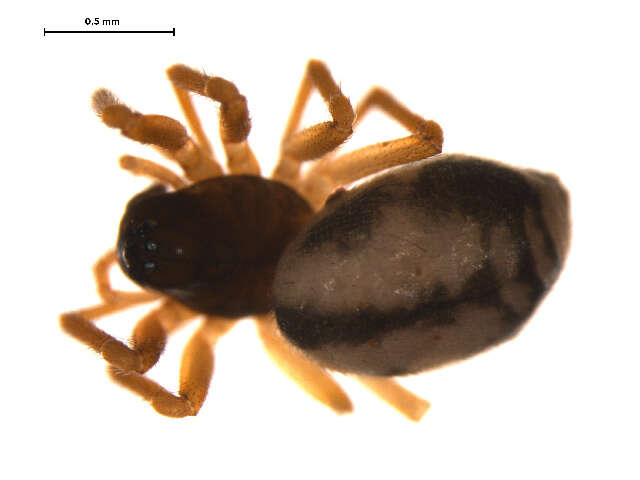 Image of Grammonota angusta Dondale 1959