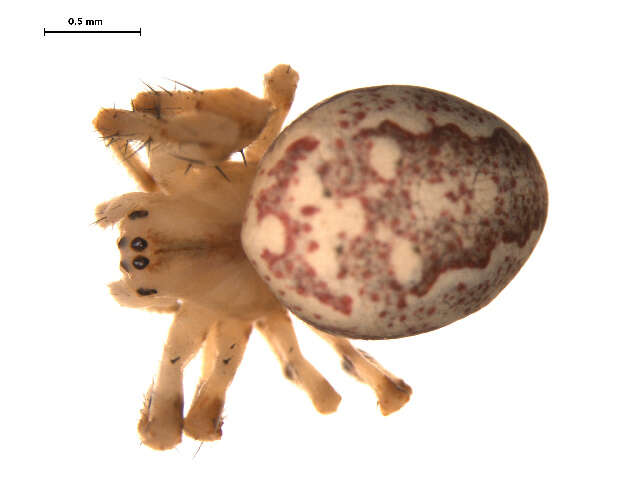 Image of Shamrock Orbweaver