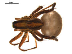 صورة Pardosa distincta (Blackwall 1846)