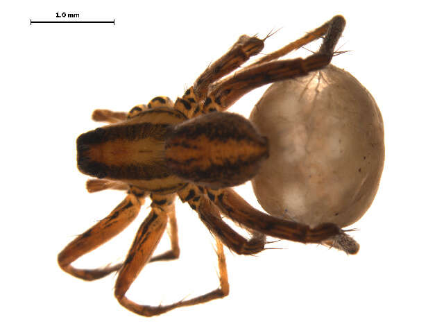 صورة Pardosa distincta (Blackwall 1846)