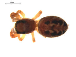 Image of Pelegrina insignis (Banks 1892)