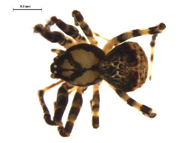 Image of pirate spiders