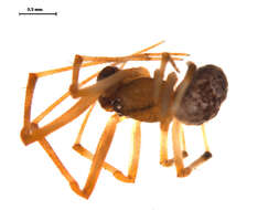 Image of Parasteatoda tabulata (Levi 1980)