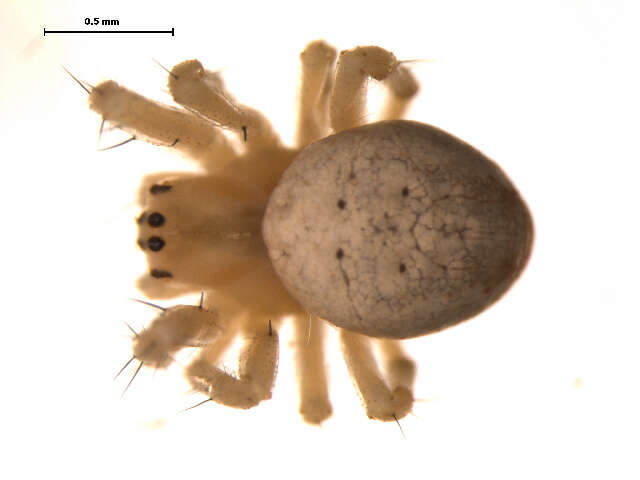 Image of Shamrock Orbweaver