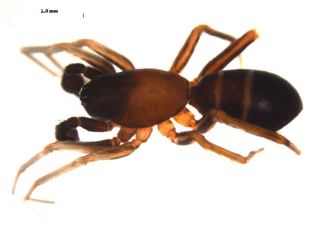 Image of Twobanded Antmimic