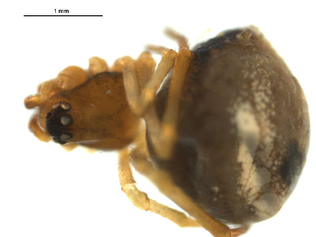 صورة Hentziectypus globosus (Hentz 1850)