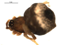 صورة Hentziectypus globosus (Hentz 1850)