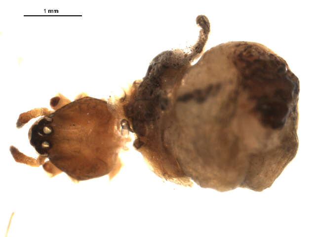 صورة Hentziectypus globosus (Hentz 1850)