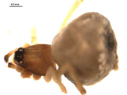 صورة Hentziectypus globosus (Hentz 1850)