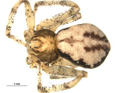 Image of Philodromus praelustris Keyserling 1880