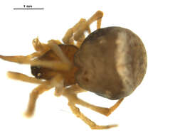 صورة Hentziectypus globosus (Hentz 1850)