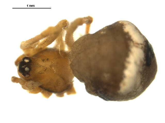 صورة Hentziectypus globosus (Hentz 1850)