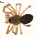 Image of Centromerus furcatus (Emerton 1882)