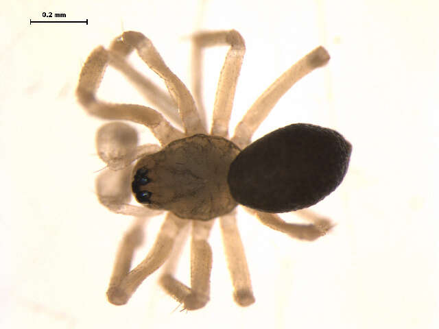 Image of Centromerus furcatus (Emerton 1882)