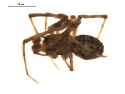 Image of Theridion petraeum L. Koch 1872