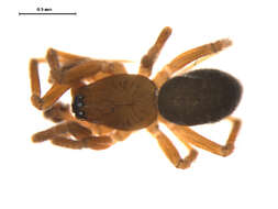 Image of Tunagyna debilis (Banks 1892)