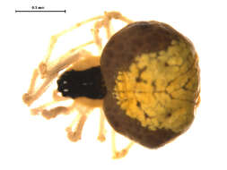 Image of Theridula emertoni Levi 1954