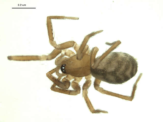 Image of soft spiders