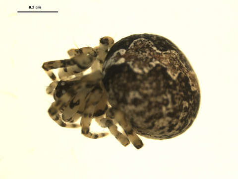 Image of Theridion murarium Emerton 1882