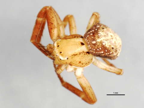 Image of Three-banded Crab Spider