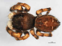 Image of Phidippus purpuratus Keyserling 1885