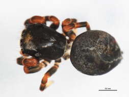 Image of Phidippus purpuratus Keyserling 1885