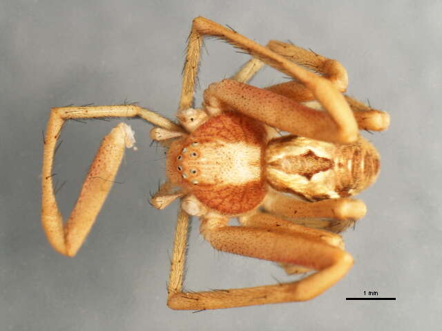 Image of Philodromus histrio