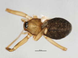 Image of Centromerus cornupalpis (O. Pickard-Cambridge 1875)