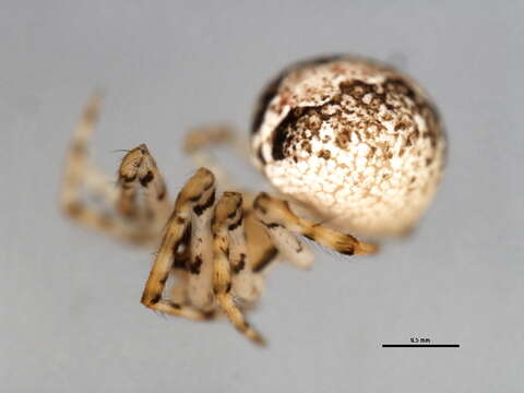 صورة Theridion murarium Emerton 1882