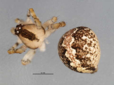 صورة Theridion murarium Emerton 1882