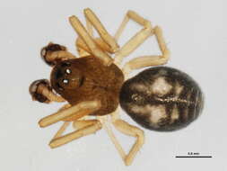 Image of Grammonota angusta Dondale 1959