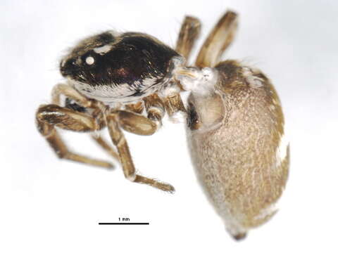 Image of Zebra spider