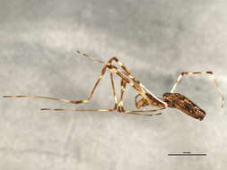 Image of Tetragnatha elongata Walckenaer 1841