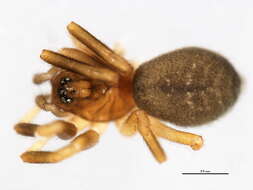 Image de Walckenaeria atrotibialis (O. Pickard-Cambridge 1878)