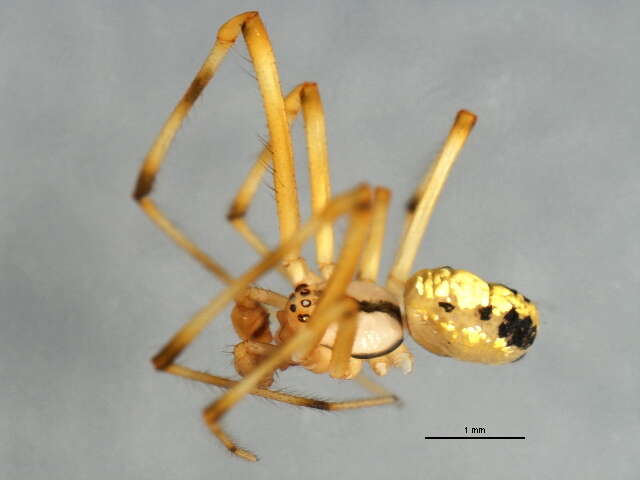 صورة Theridion frondeum