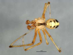 صورة Theridion frondeum