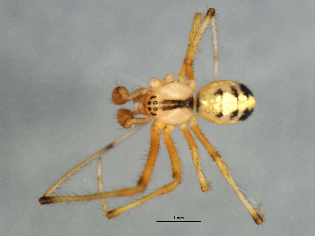 صورة Theridion frondeum