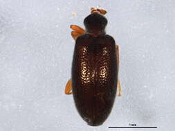 Image of Sapintus fulvipes (La Ferté-Sénectère 1849)