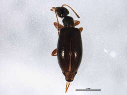 Image of Sapintus fulvipes (La Ferté-Sénectère 1849)