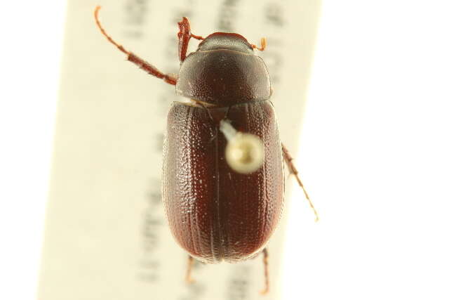 Image of Sylvetta Arugula