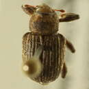Image of Weevil
