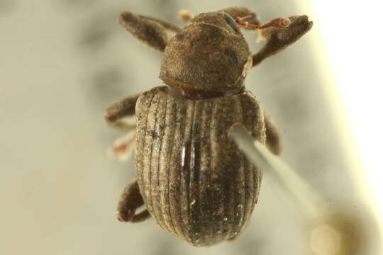 Image of Waterhyacinth Weevils