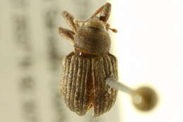 Image of Weevil