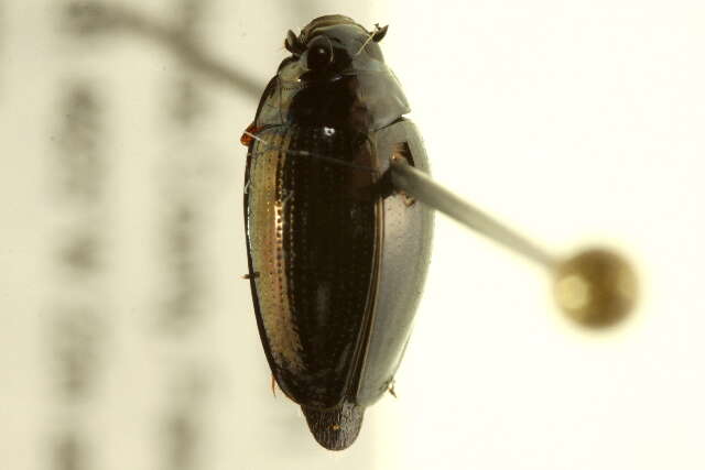 Image of whirligig beetles